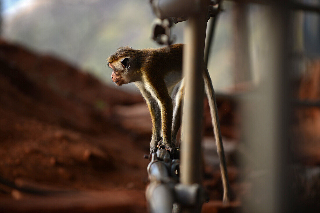 Toque macaque monkey (Macaca sinica) in Sigiriya, Sri Lanka
