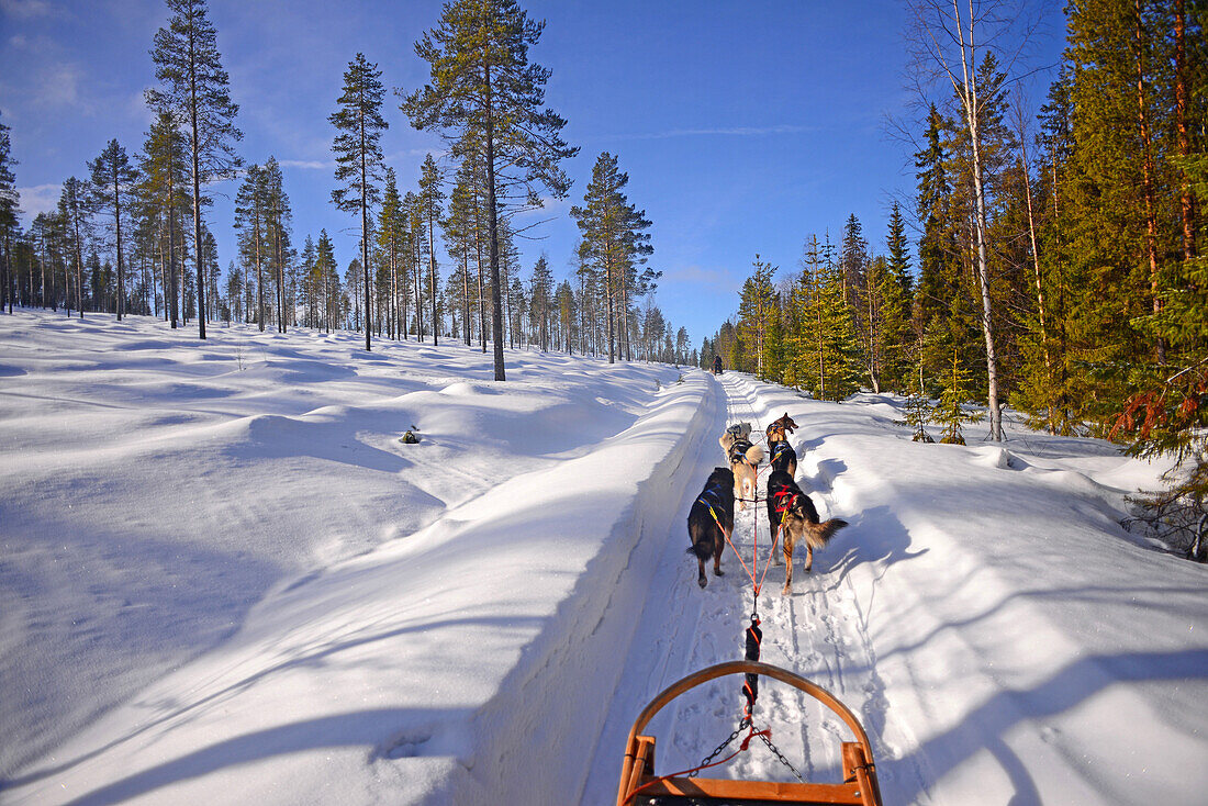 Husky-Schlittentour durch die Taiga mit Bearhillhusky in Rovaniemi, Lappland, Finnland, in der Wildnis