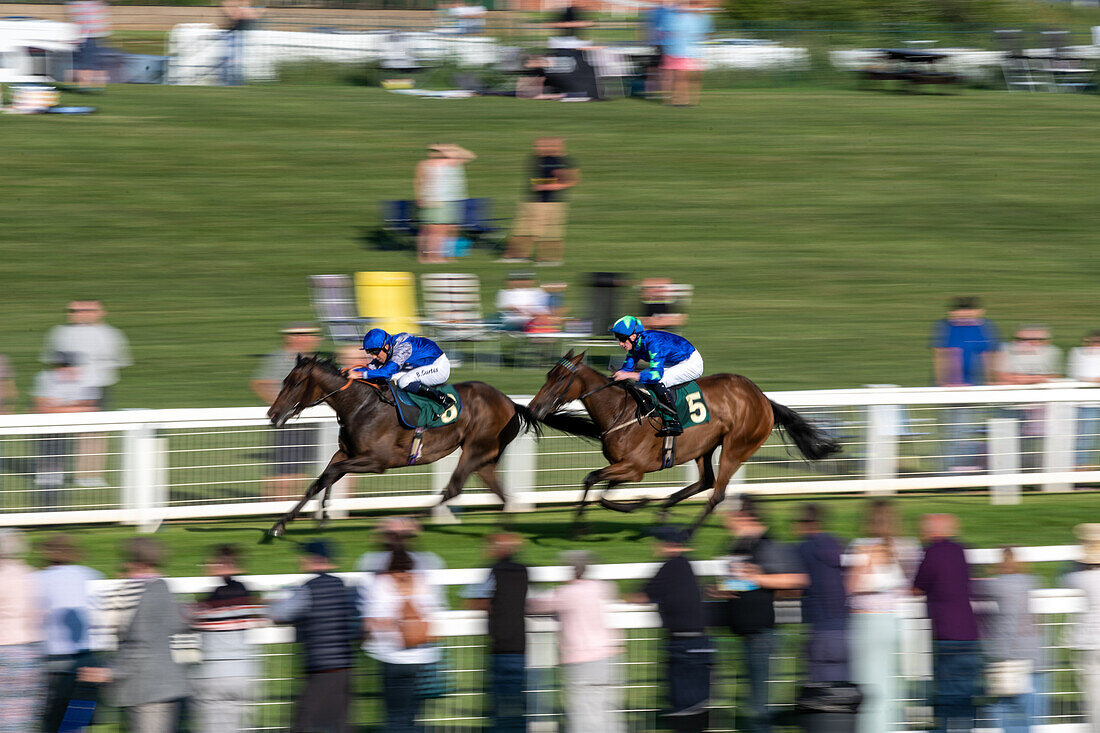 Race horse's in Ripon Races England 2023