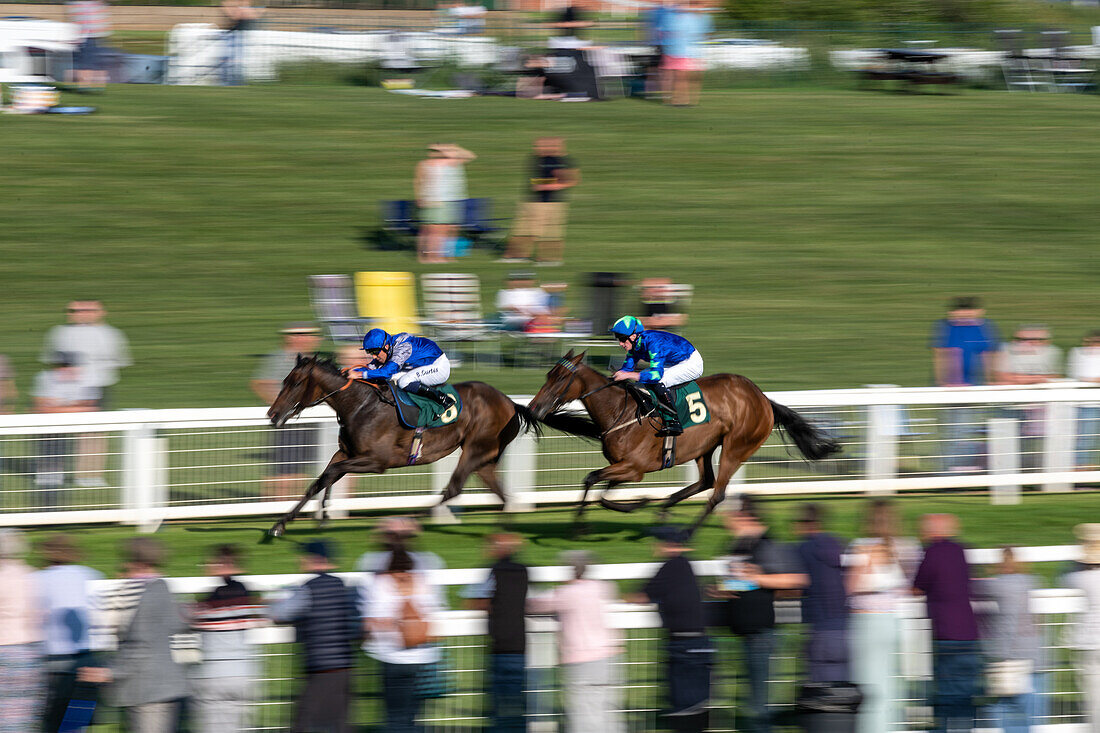 Rennpferd in Ripon Races England 2023