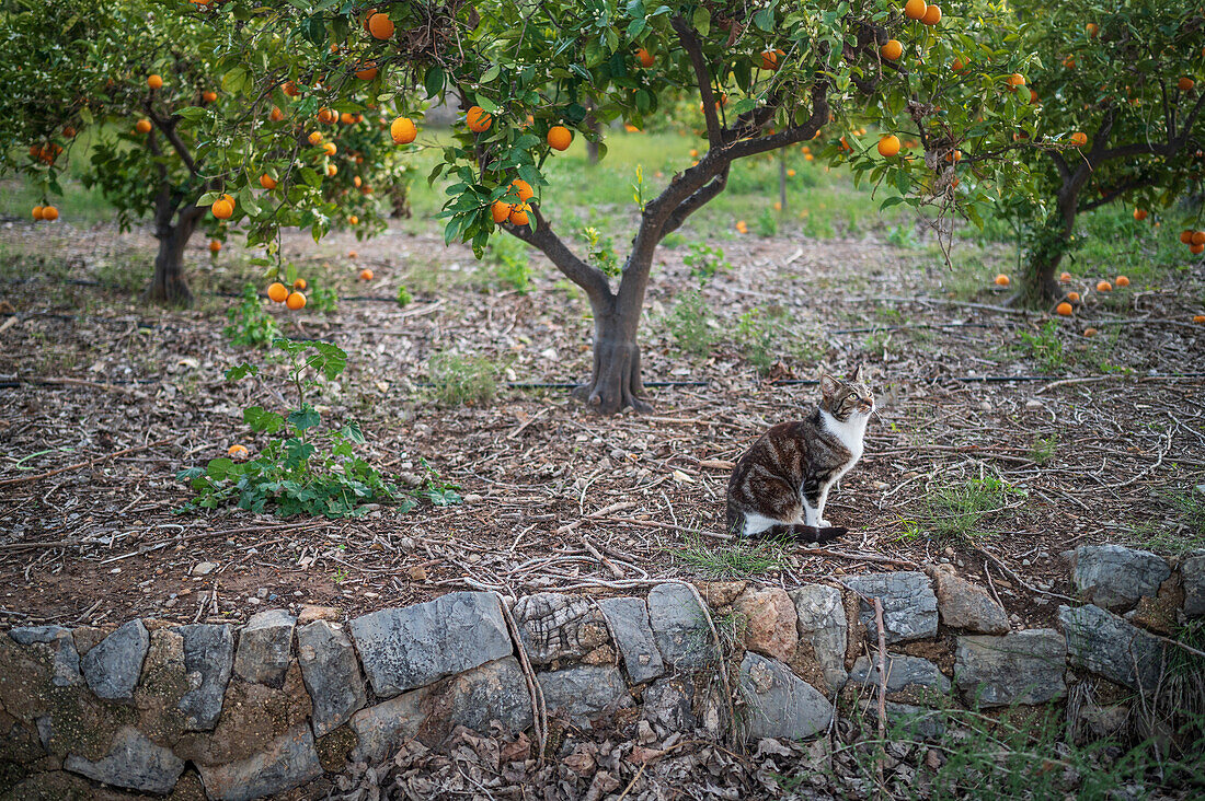 Katzen- und Orangenbaumfelder in der ländlichen Gegend von Altea, Alicante, Spanien