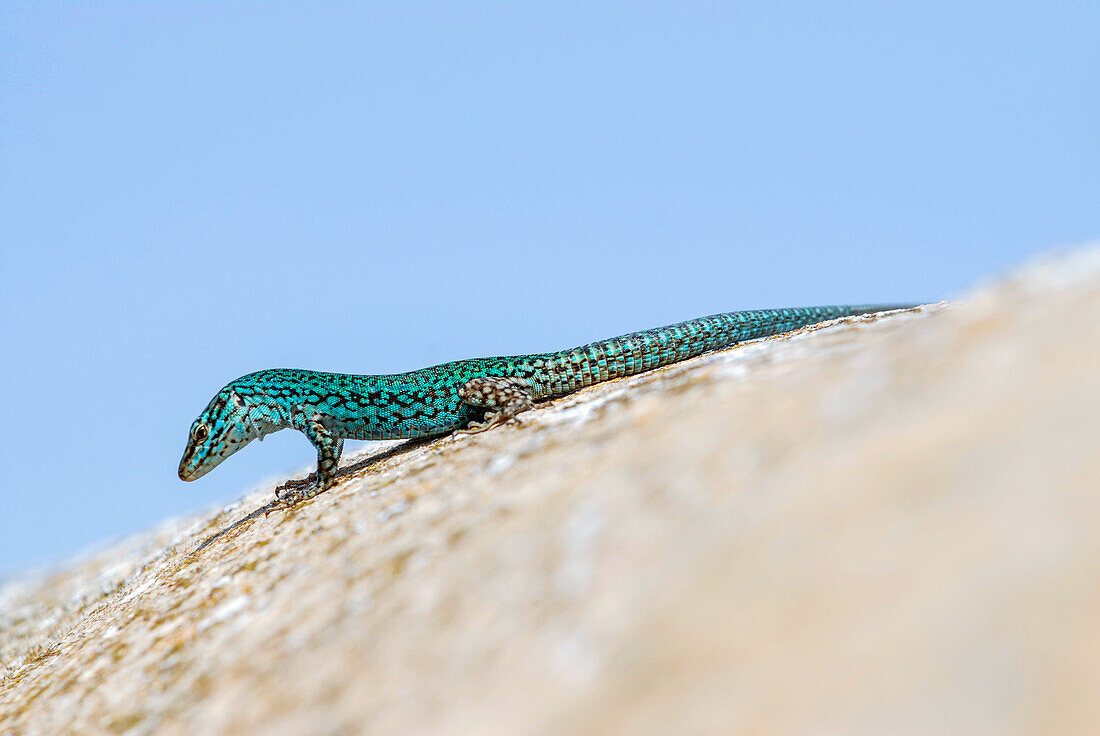 Formentera's sargantane, Icon of the island of Formentera, it is the only species of lizard that lives in the Pitiusan Islands, Spain