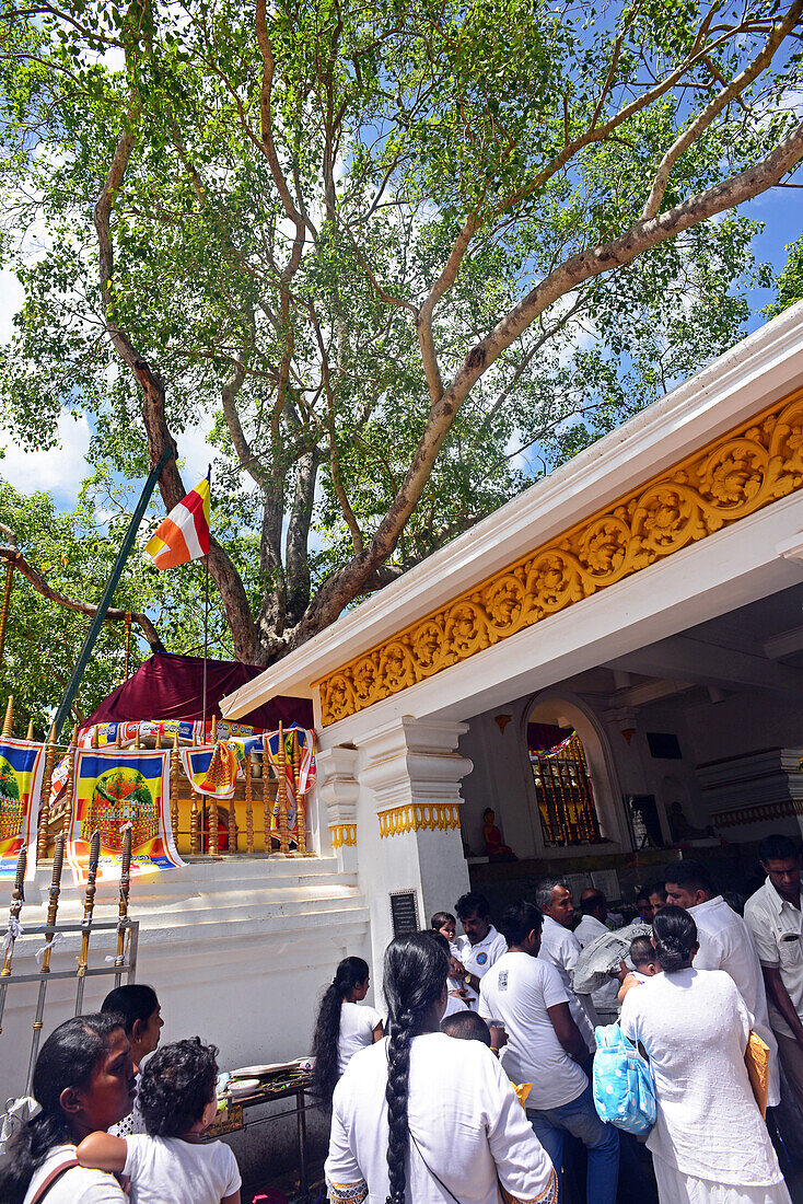 Der Sri-Maha-Bodhi-Tempel in Anuradhapura. Der Sri Maha Bodhi ist angeblich der älteste und am längsten überlebende Baum der Welt, der aus einem Zweig des Bodhi-Baums in Bodh Gaya, Indien, wuchs, wo Siddhartha Gautama die Erleuchtung erlangte.