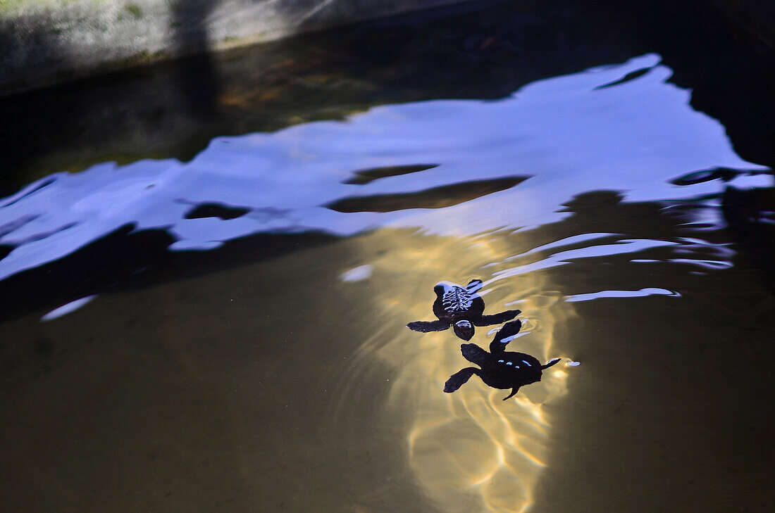 Sea Turtle Hatchery and Rescue Center founded by B.K. Ariyapala in Paraliya, Sri Lanka