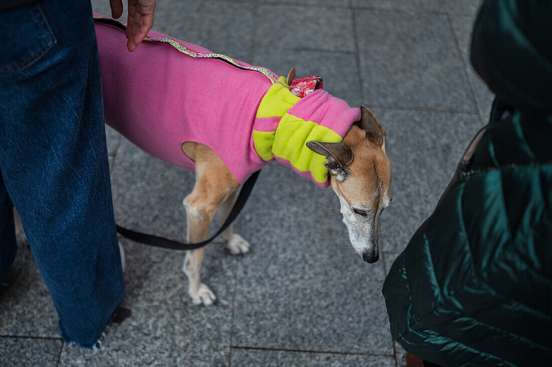 Tausende von Menschen demonstrieren in Spanien, um ein Ende der Jagd mit Hunden zu fordern, Zaragoza, Spanien