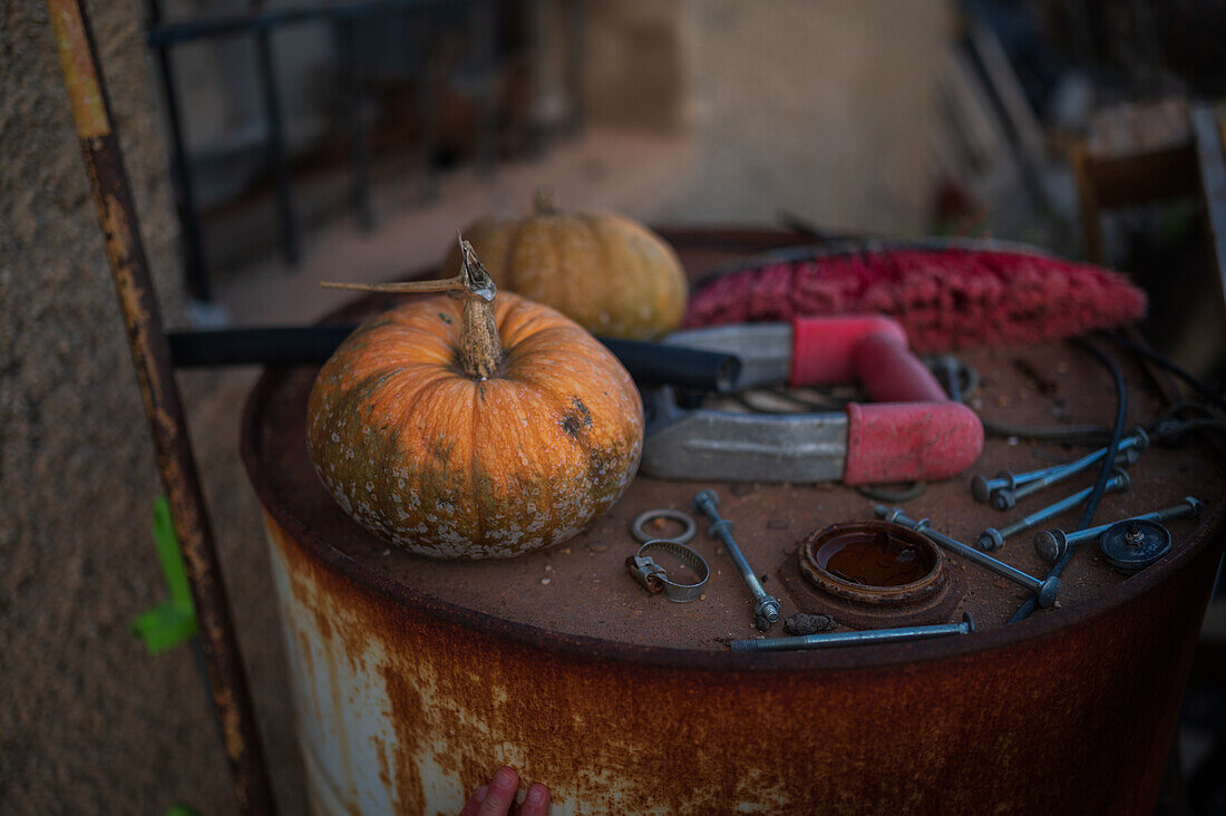 Pumpkins and garden tools