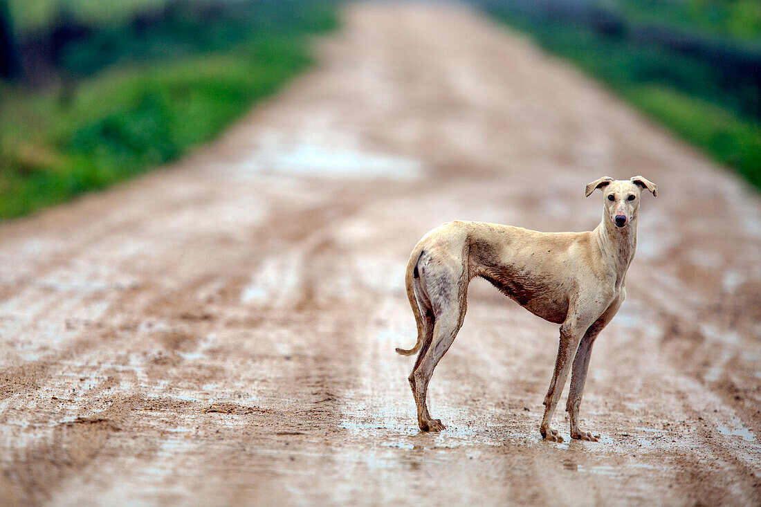 An Abandoned Spanish Greyhound on a Desolate Path in Spain