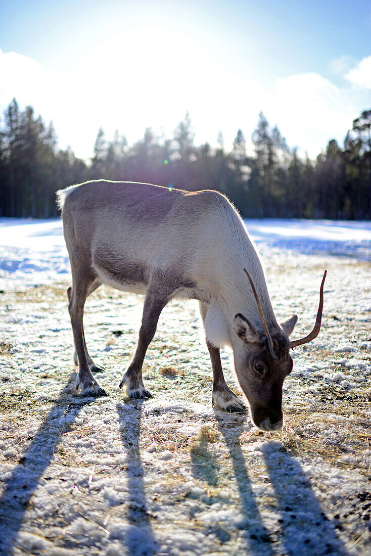 Auf der Rentierfarm von Tuula Airamo, einem Nachfahren der S?mi, am Muttus-See. Inari, Lappland, Finnland