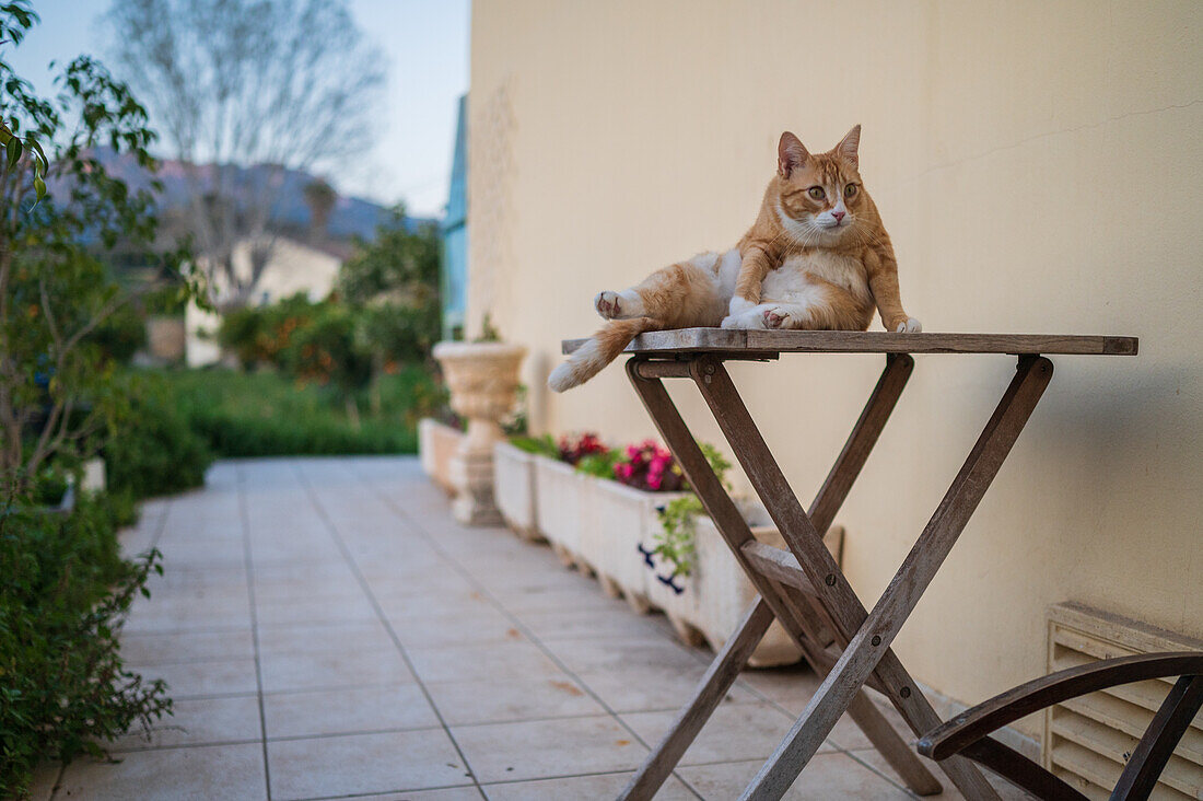 Young cat on backyard table