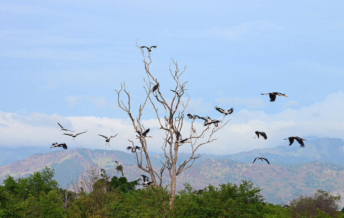 Udawalawe National Park, on the boundary of Sabaragamuwa and Uva Provinces, in Sri Lanka.