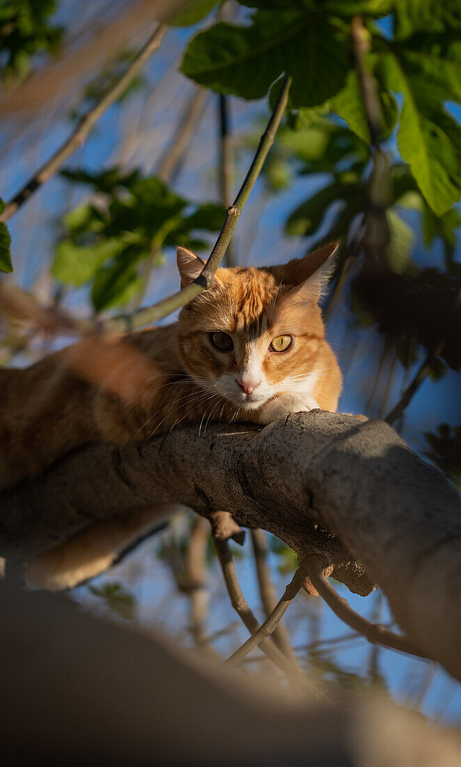 Cat on tree branch in rural house backyard