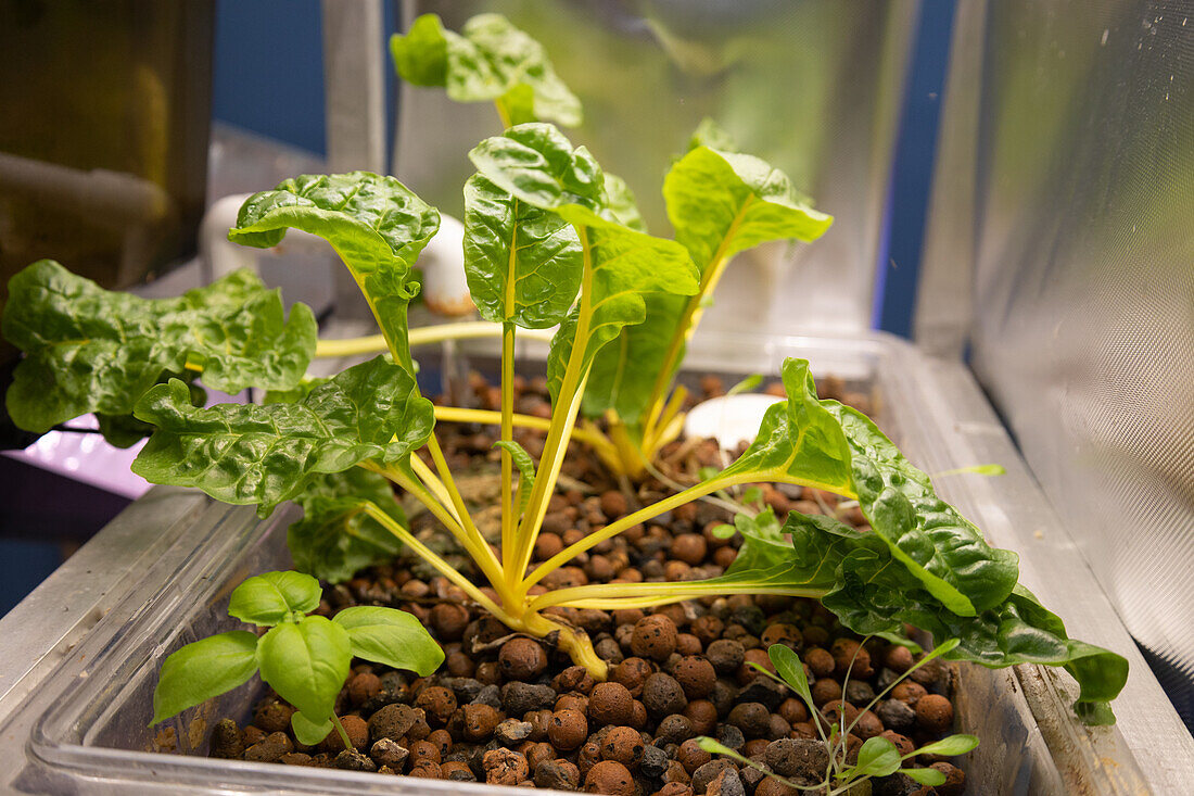 Aquaponics at College Park UMD