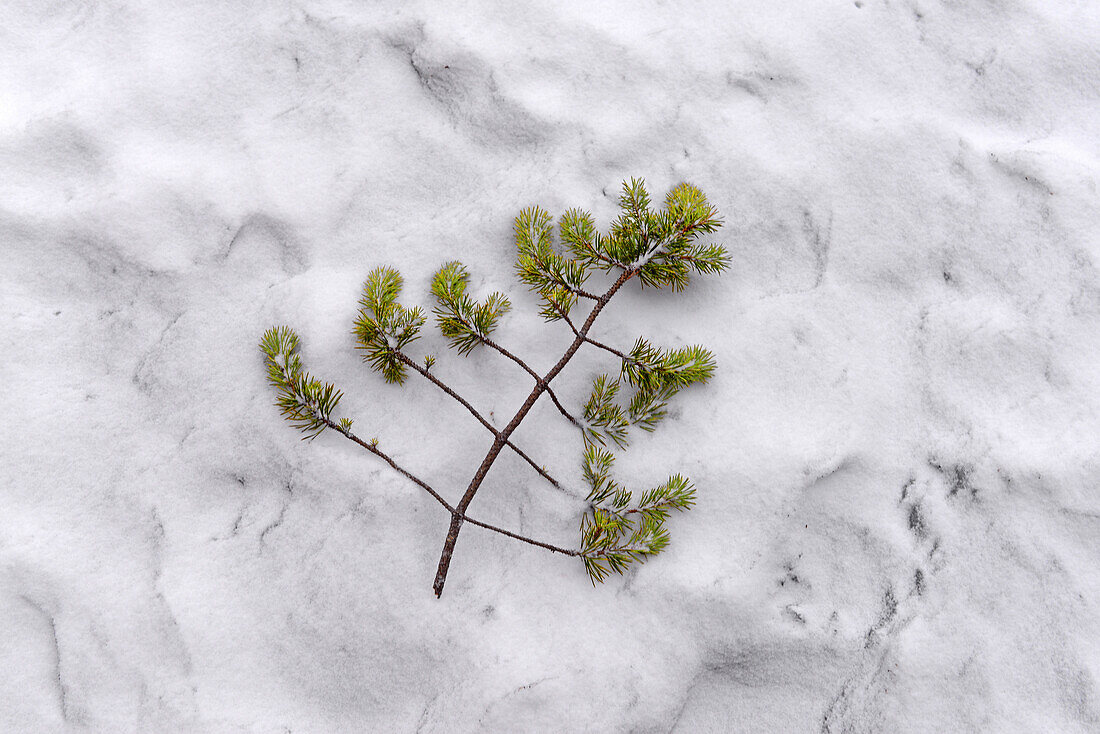 Fallen tree branch on the snow