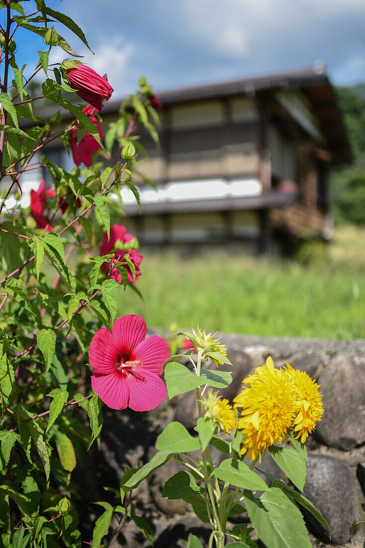 Shirakawa-go, traditional village showcasing a building style known as gassho-zukuri, Gifu Prefecture, Japan