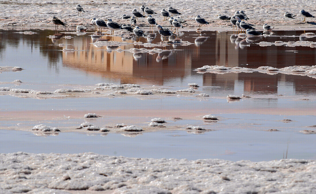 Vögel rasten in Las Salinas, dem Salzbecken auf Formentera