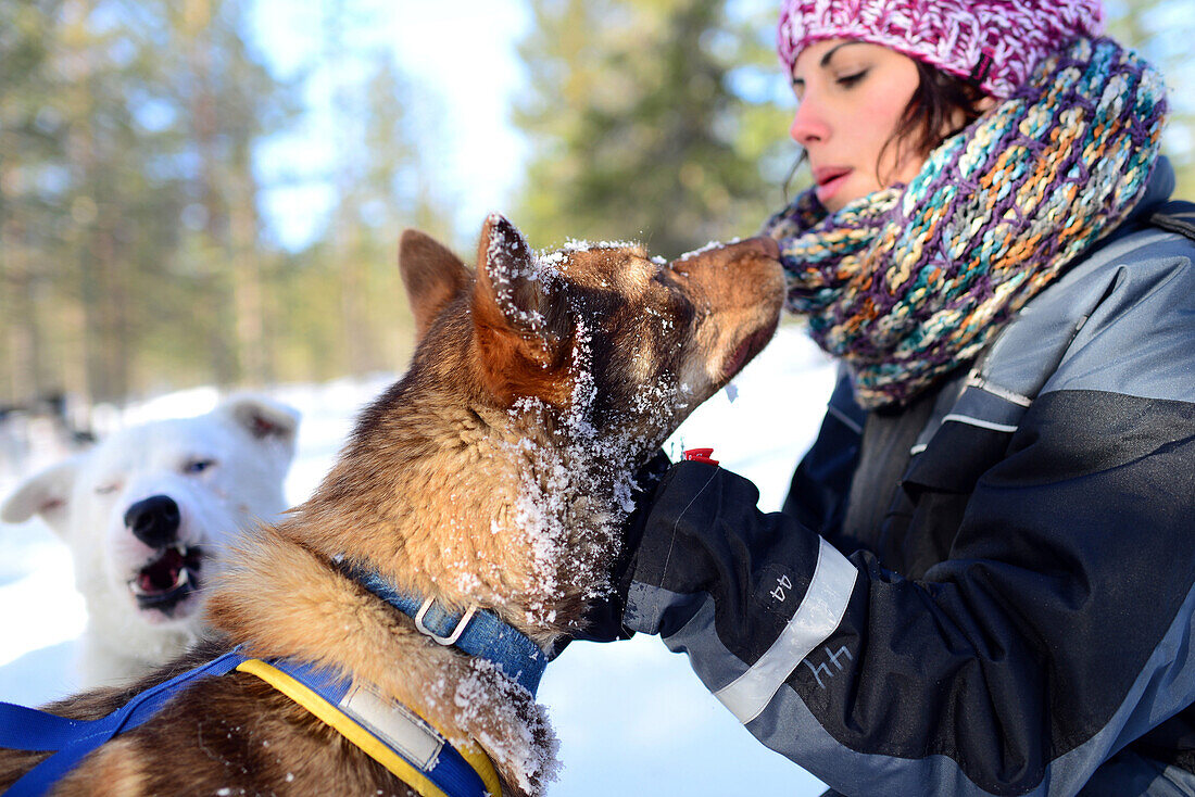 Junge Frau erhält Liebe von freundlichen Hunden. Wildnis-Husky-Schlittentour in der Taiga mit Bearhillhusky in Rovaniemi, Lappland, Finnland