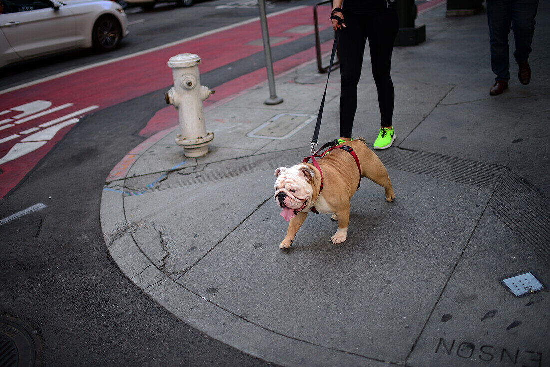 Junge Frau führt ihre Englische Bulldogge in San Francisco aus