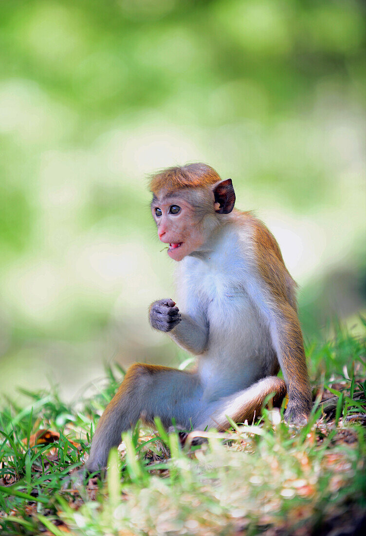 Toque macaque (Macaca sinica) in Anuradhapura, Sri Lanka