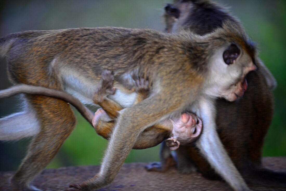 Toque-Makakenmutter (Macaca sinica) trägt ihr Baby in Sigiriya, Sri Lanka