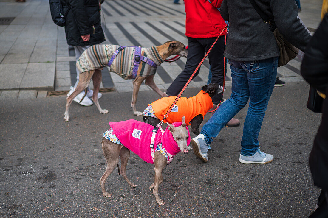 Tausende von Menschen demonstrieren in Spanien, um ein Ende der Jagd mit Hunden zu fordern, Zaragoza, Spanien