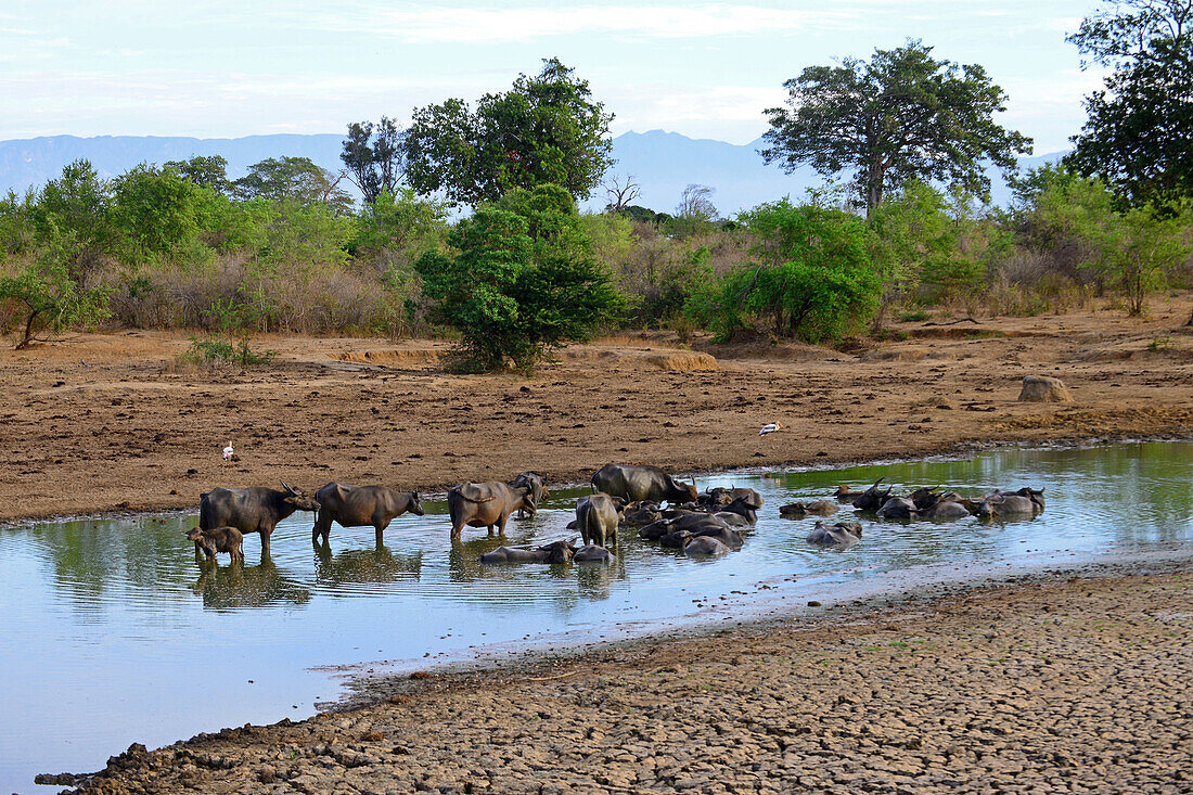 Gruppe wilder Wasserbüffel (Bubalus arnee) im Udawalawe-Nationalpark, an der Grenze zwischen den Provinzen Sabaragamuwa und Uva, Sri Lanka