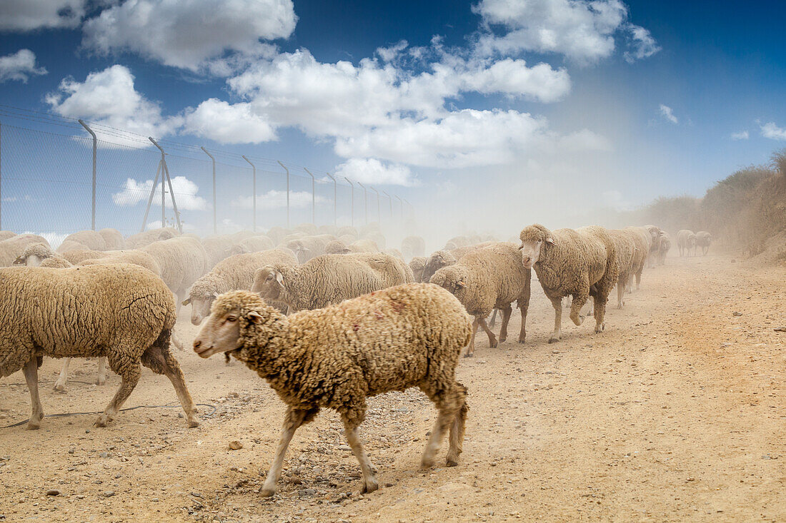 Eine Herde Merinoschafe auf der Weide in Spanien