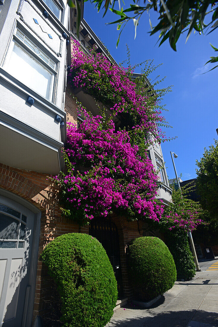 Lila Blumen an einem Gebäude in San Francisco