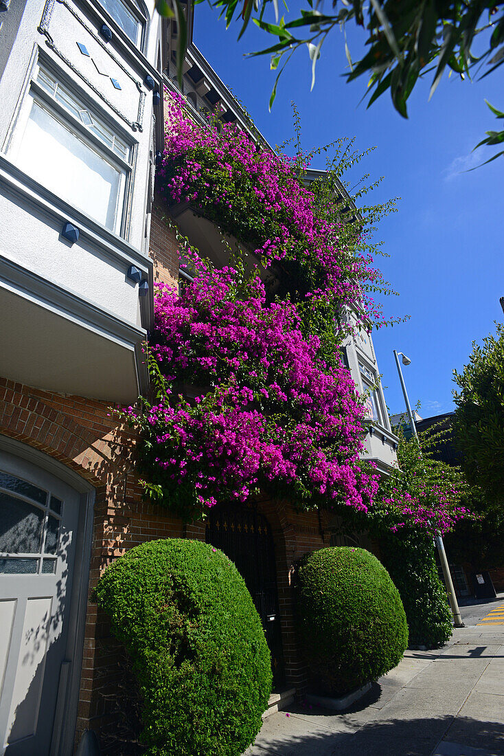 Purple flowers covering building in San Francisco.