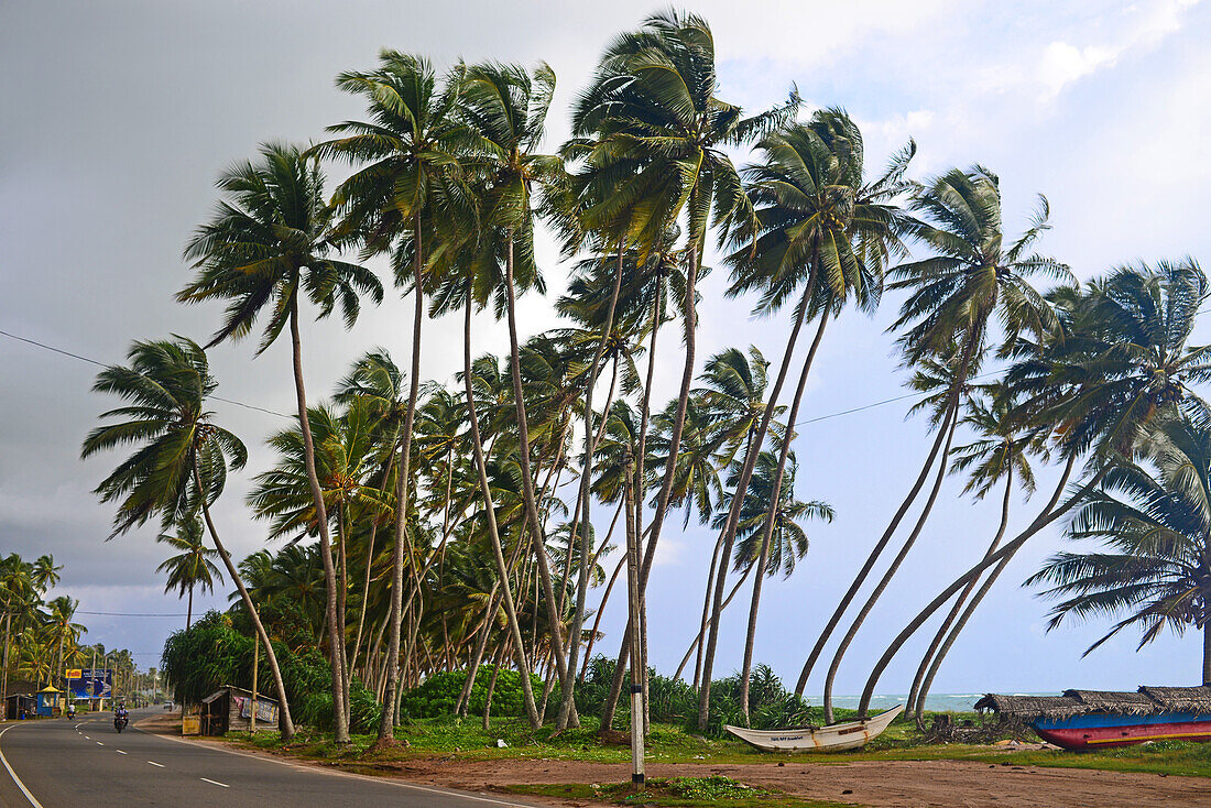 Tall palm trees in the coast of Sri Lanka
