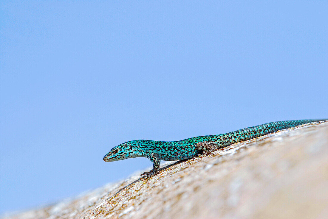 Formentera's sargantane, Icon of the island of Formentera, it is the only species of lizard that lives in the Pitiusan Islands, Spain