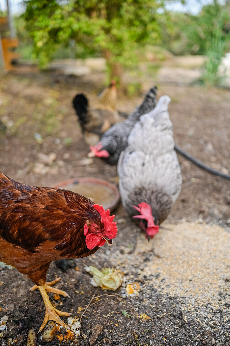 Freilaufende Hühner im Hinterhof eines Hauses, Spanien