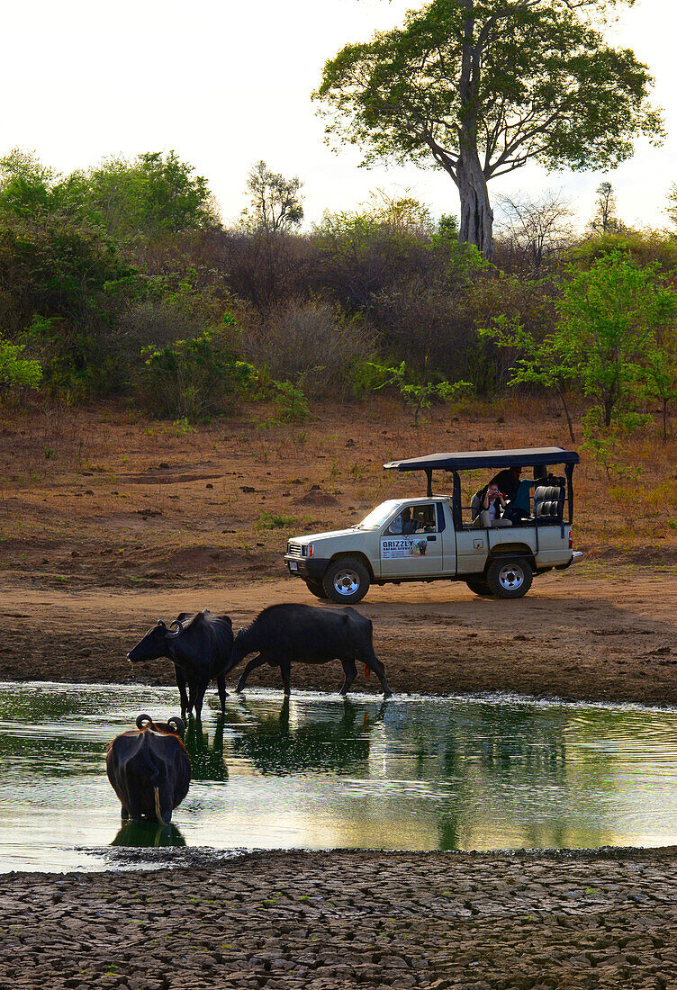 Safari jeep and water buffalos in Udawalawe National Park, on the boundary of Sabaragamuwa and Uva Provinces, in Sri Lanka.