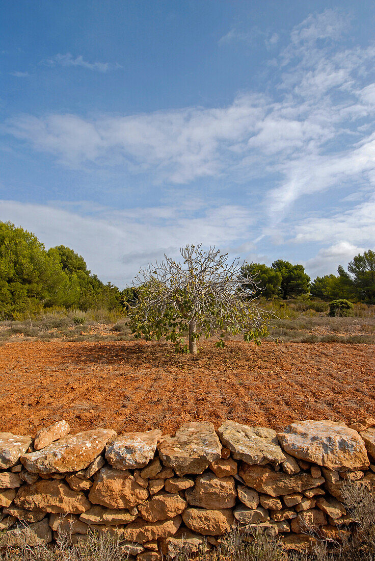 Ländliche Gegend auf Formentera, Spanien