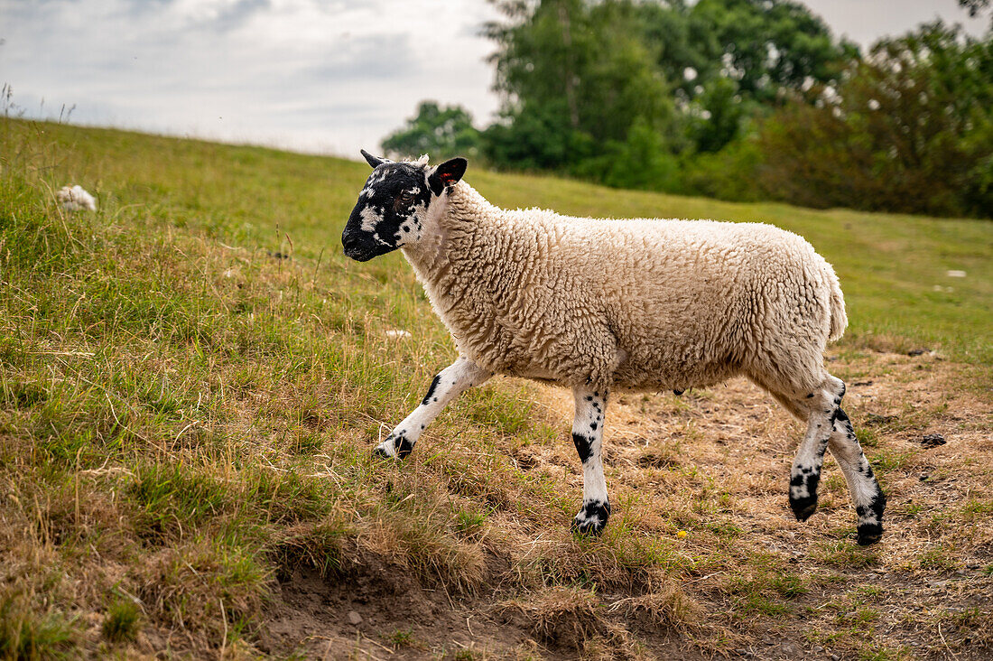 Maultier, Lamm in den Bergen von Yorkshire, England