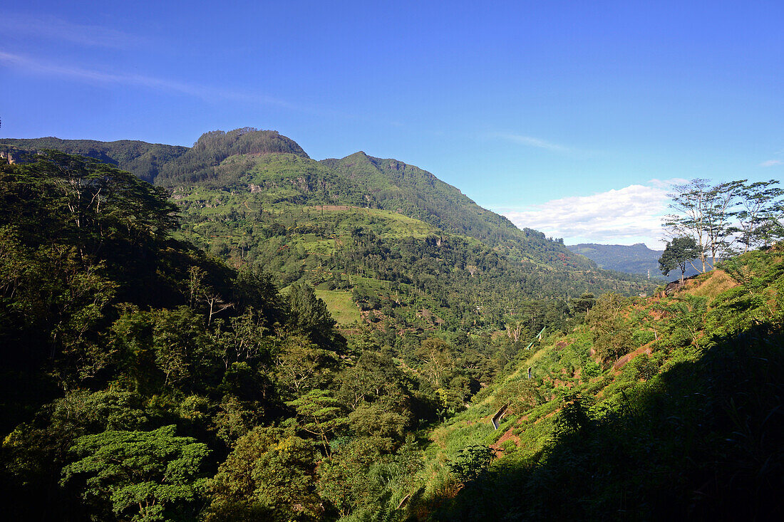 Berge und Felder von Nuwara Eliya, Sri Lanka