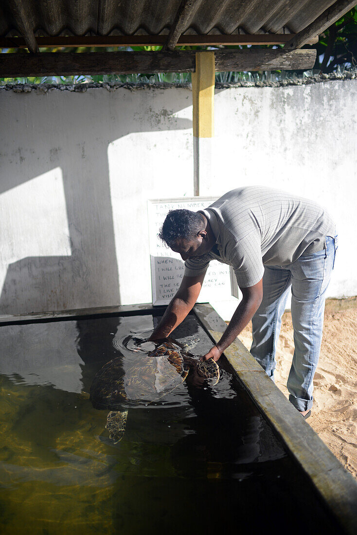 Sea Turtle Hatchery and Rescue Center founded by B.K. Ariyapala in Paraliya, Sri Lanka