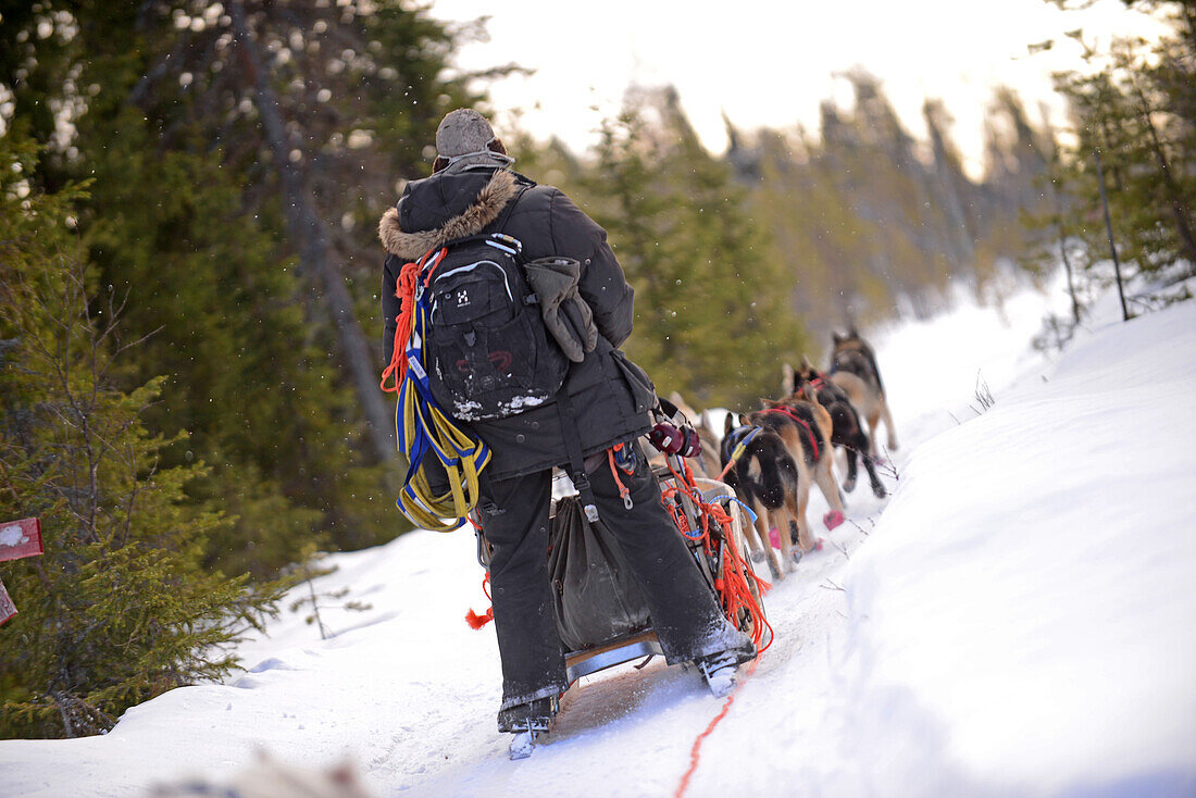 Wilderness husky sledding taiga tour with Bearhillhusky in Rovaniemi, Lapland, Finland