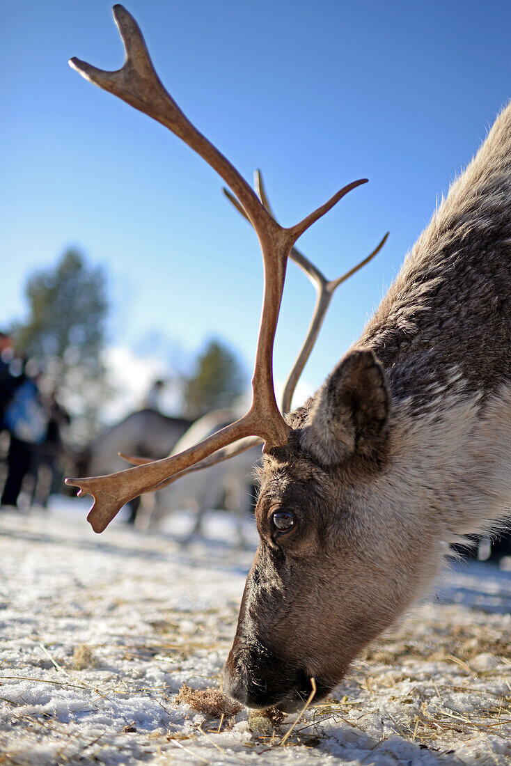 In the Reindeer farm of Tuula Airamo, a S?mi descendant, by Muttus Lake. Inari, Lapland, Finland