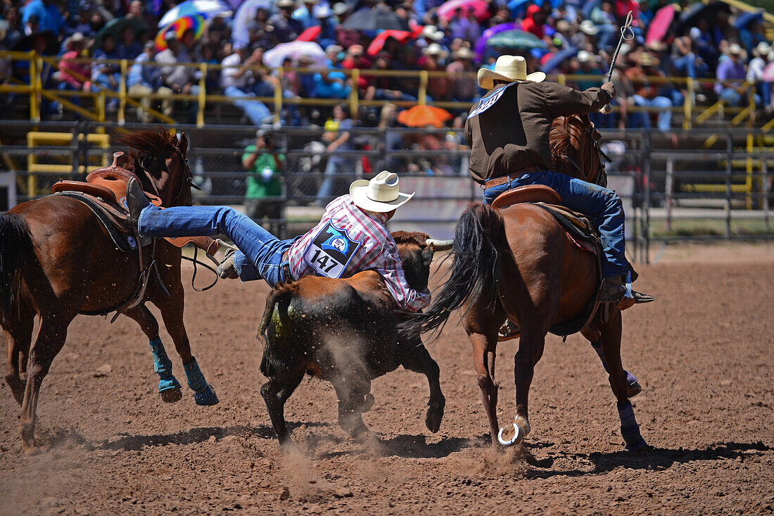 Rodeo competition during Navajo Nation Fair, a world-renowned event that showcases Navajo Agriculture, Fine Arts and Crafts, with the promotion and preservation of the Navajo heritage by providing cultural entertainment. Window Rock, Arizona.