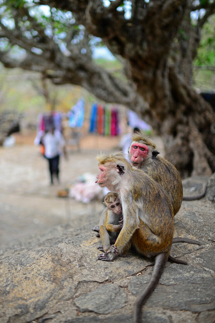 Affenfamilie vor dem Höhlentempel von Dambulla oder Goldenen Tempel von Dambulla, Weltkulturerbe in Sri Lanka