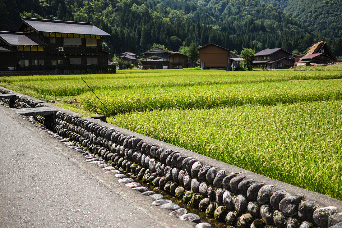 Shirakawa-go, traditional village showcasing a building style known as gassho-zukuri, Gifu Prefecture, Japan