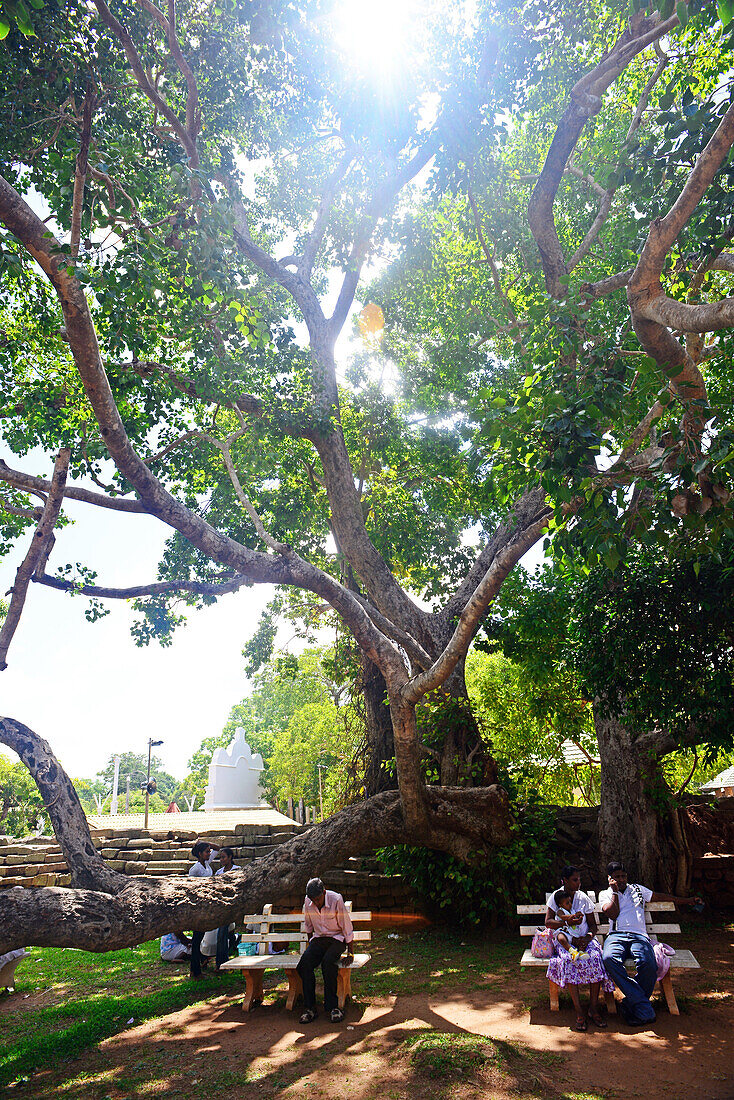 Der Sri-Maha-Bodhi-Tempel in Anuradhapura. Der Sri Maha Bodhi ist angeblich der älteste und am längsten überlebende Baum der Welt, der aus einem Zweig des Bodhi-Baums in Bodh Gaya, Indien, wuchs, wo Siddhartha Gautama die Erleuchtung erlangte.