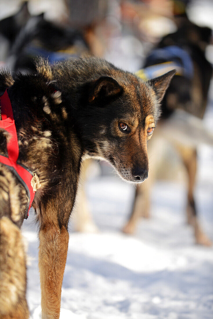 Husky-Schlittentour durch die Taiga mit Bearhillhusky in Rovaniemi, Lappland, Finnland, in der Wildnis