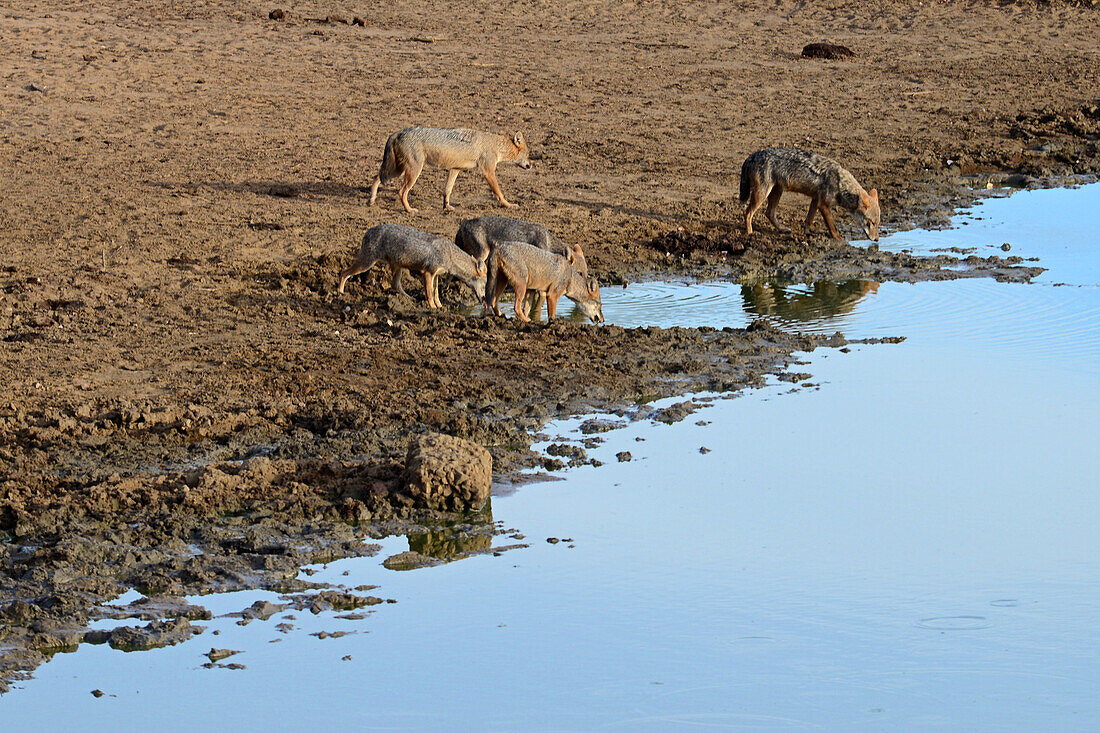 Goldschakale (Canis aureus) trinken Wasser im Udawalawe-Nationalpark, an der Grenze zwischen den Provinzen Sabaragamuwa und Uva, Sri Lanka