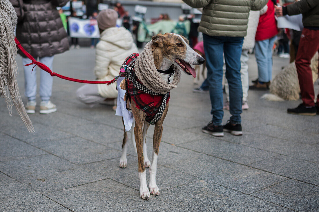 Tausende von Menschen demonstrieren in Spanien, um ein Ende der Jagd mit Hunden zu fordern, Zaragoza, Spanien