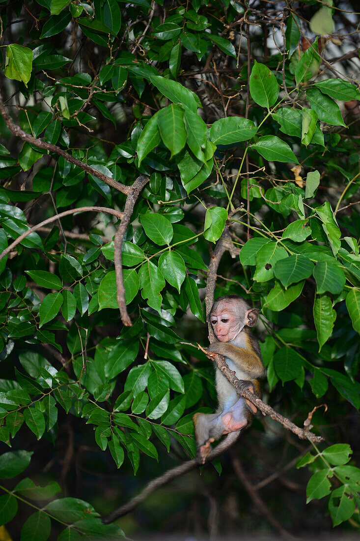 Young toque macaque monkey (Macaca sinica) in Sigiriya, Sri Lanka