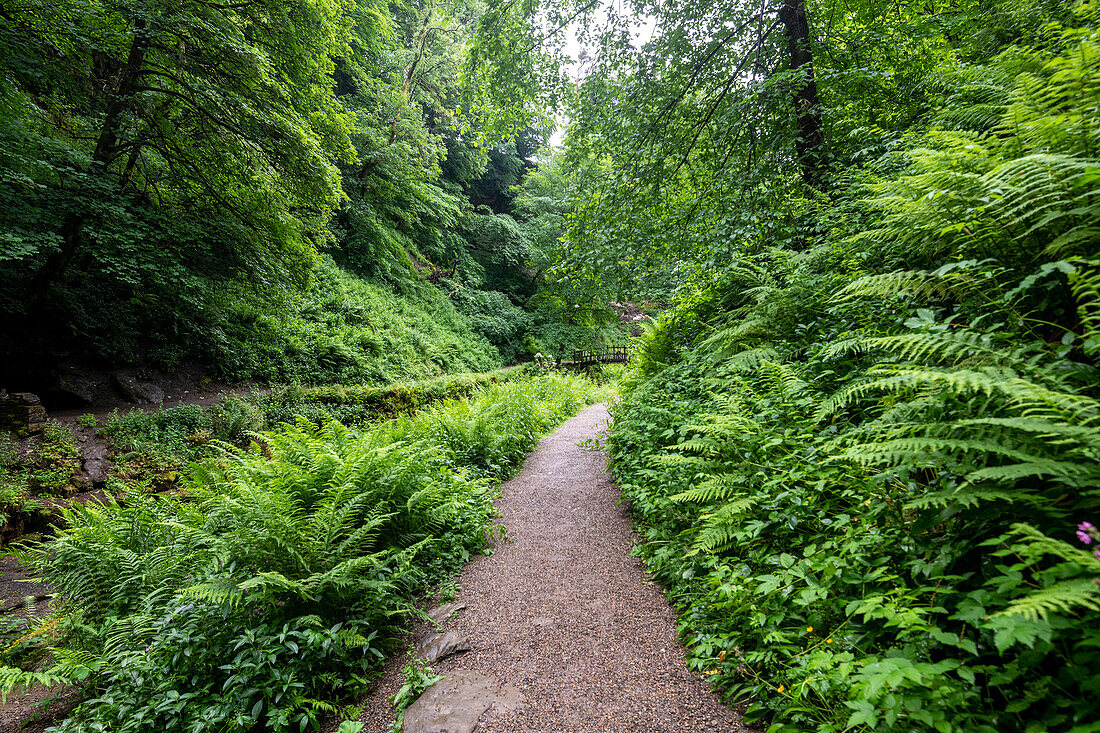 Narrow path in forest in Yorkshire England