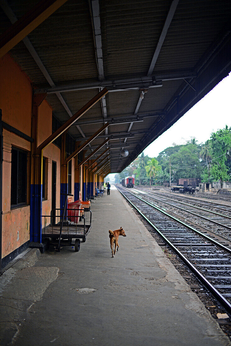 Street dog walking in the platform at train station, Sri Lanka
