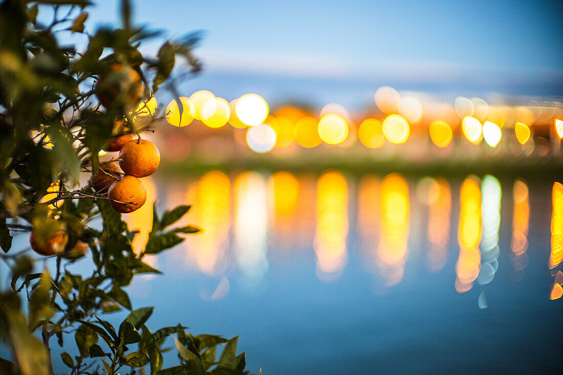 Bitter oranges by the Guadalquivir river, Seville, Spain. Photo taken with a Leica Noctilux 50mm f/0.95 lens. wide open.