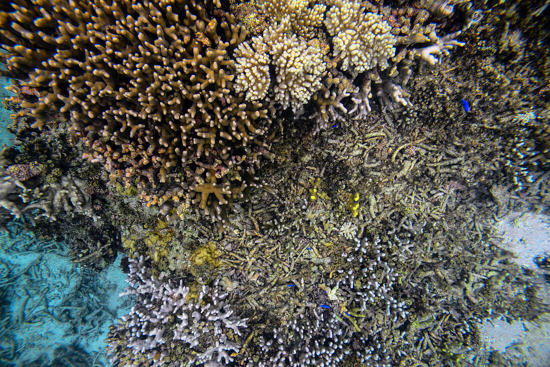 Korallenriff in Ishigaki, Okinawa, Japan